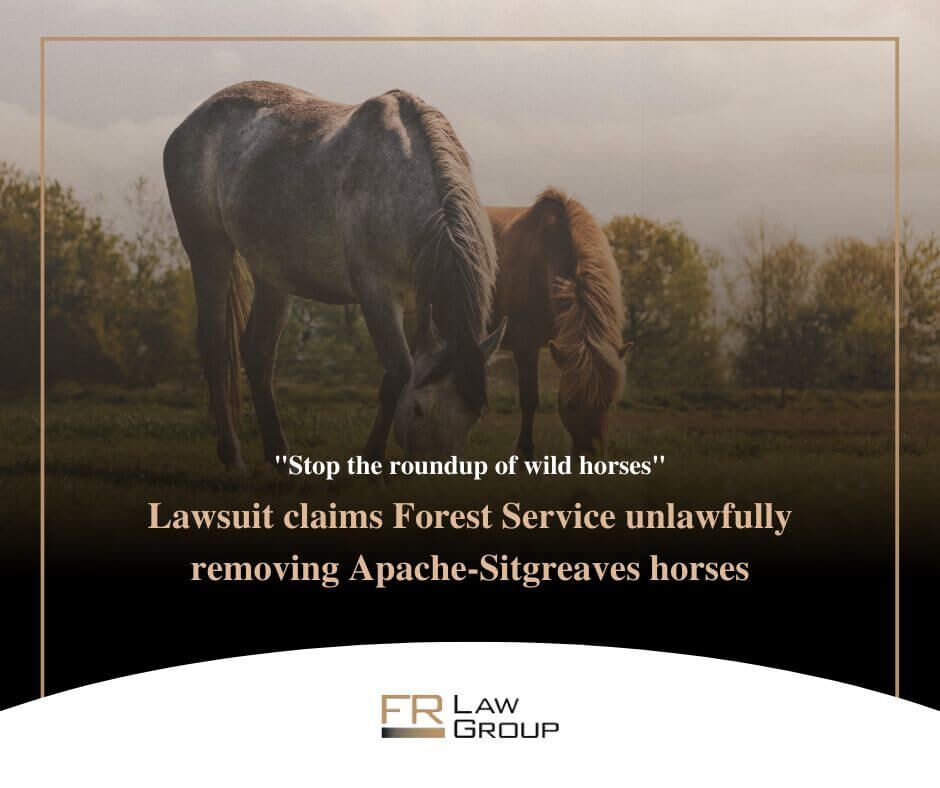 ‘Stop the roundup of wild horses’: Lawsuit claims Forest Service unlawfully removing Apache-Sitgreaves horses