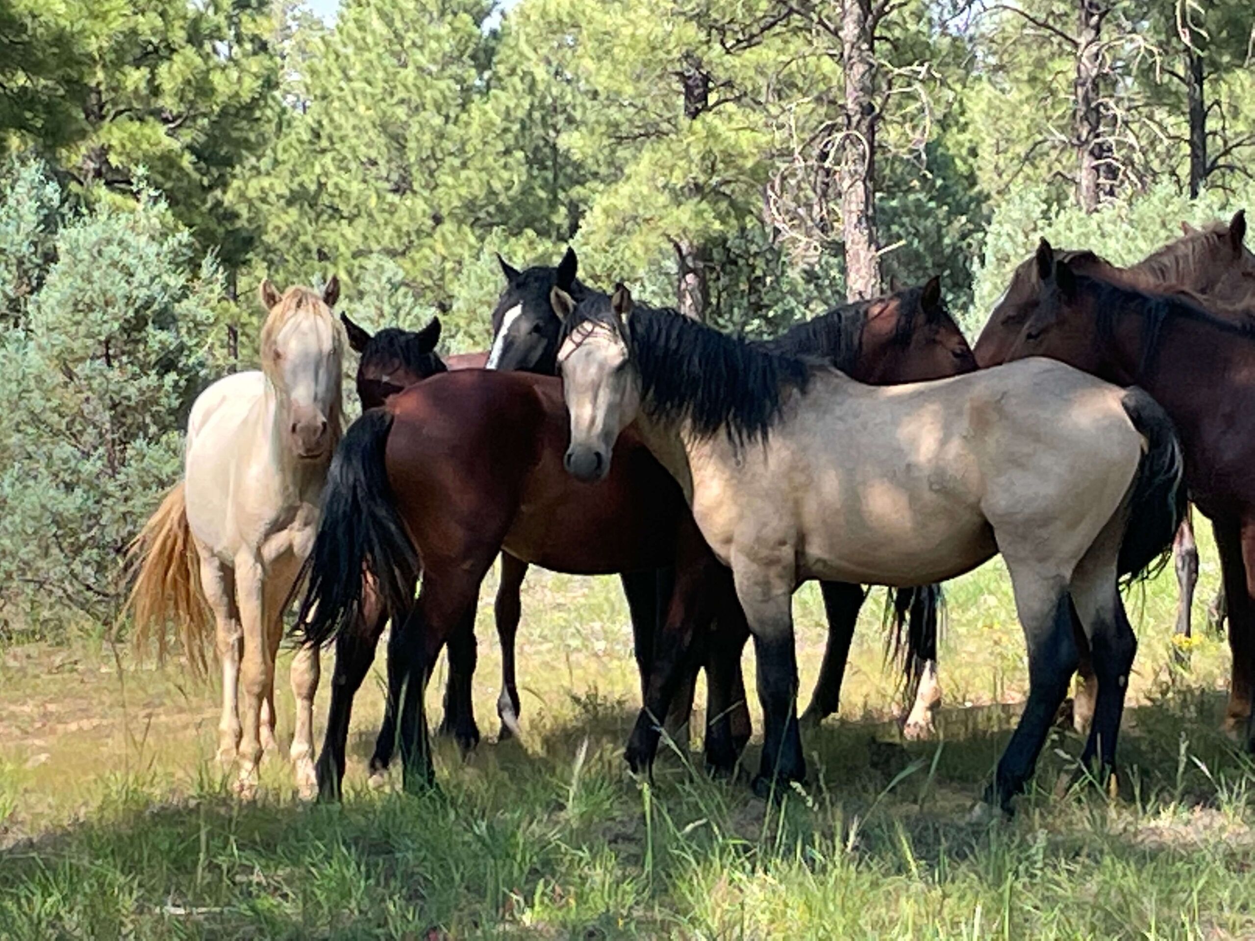 Wild Horse Advocates Seek Protection For Apache National Forest Horses